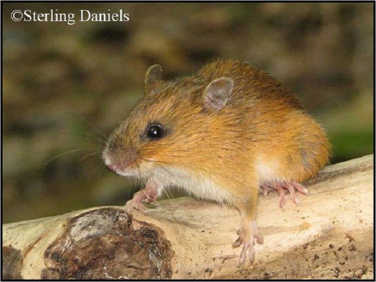 woodland-jumping-mouse woodland-jumping-mouse
