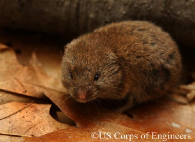 woodland-vole woodland-vole