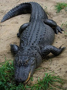 American Alligator, Photo Credit: Wikipedia American Alligator, Photo Credit: Wikipedia