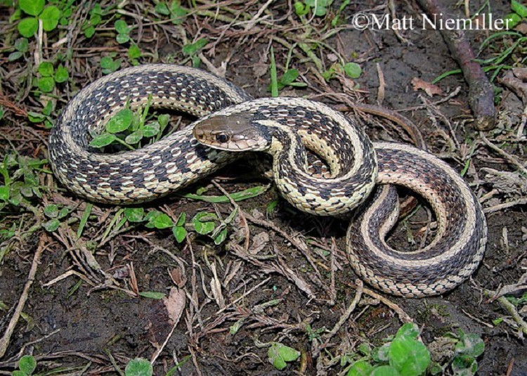 common-gartersnake common-gartersnake