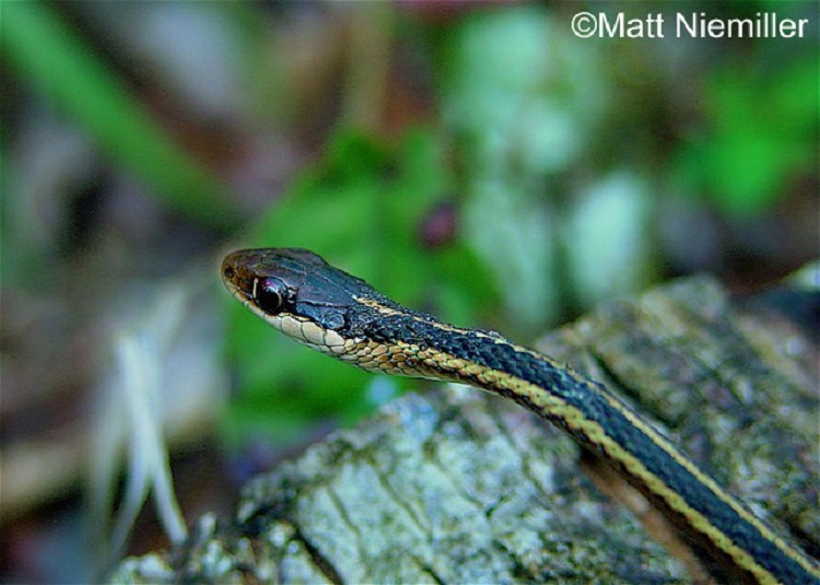 eastern-ribbonsnake eastern-ribbonsnake