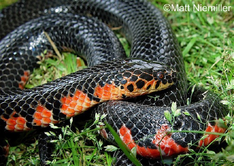 red-bellied-mudsnake Red-bellied Mudsnake Farancia abacura