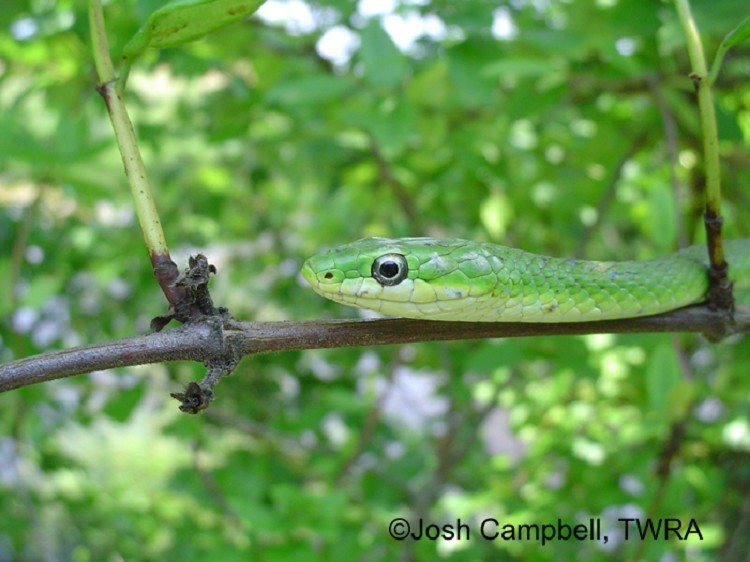 rough-greensnake-001 rough-greensnake-001