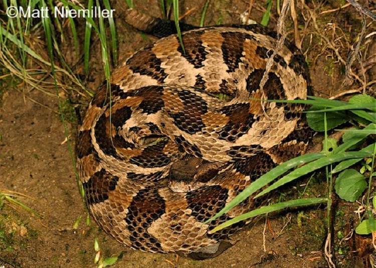 timber-rattlesnake Timber Rattlesnake