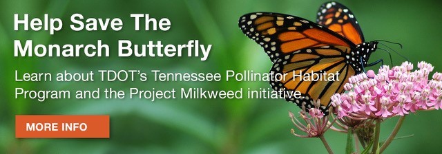 Help save the Monarch with us!
