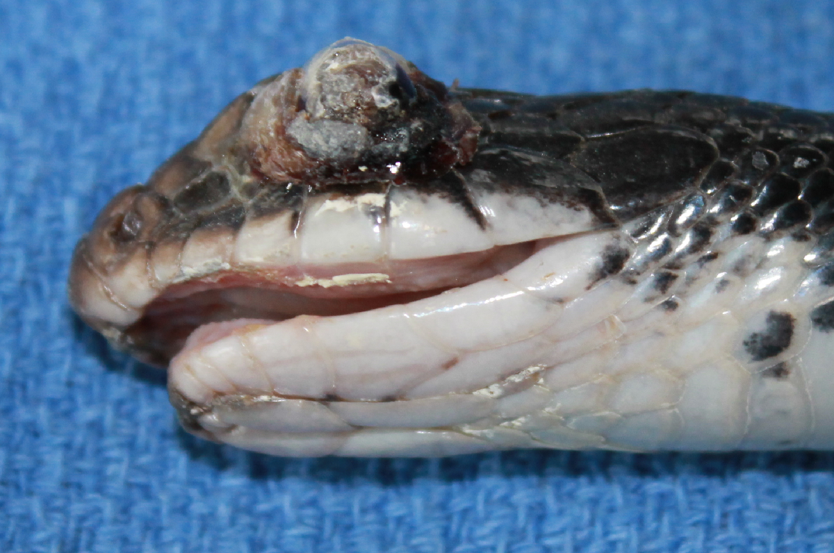 Snake Fungal Disease, Photo Credit: Danny Bryan Snake Fungal Disease, Photo Credit: Danny Bryan