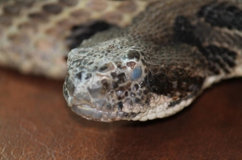 Snake Fungal Disease, Photo Credit: Danny Bryan Snake Fungal Disease, Photo Credit: Danny Bryan