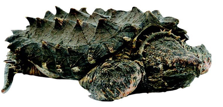 Alligator Snapping Turtle Alligator Snapping Turtle