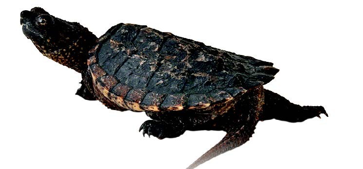 Common Snapping Turtle Common Snapping Turtle